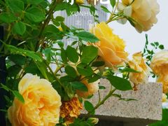 -睦南公园