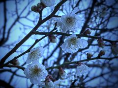 -香雪海