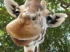 -爱宠有家宠物医院(彩虹桥总店)