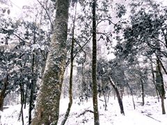 -龙苍沟森林公园
