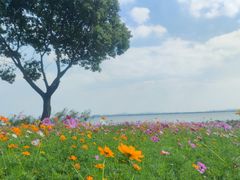 -阳澄湖半岛旅游度假区