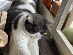 -海边的猫和咖啡馆