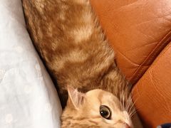 -东方名猫馆·英短金渐层布偶猫舍(环线广场1号楼店)