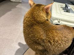 -御宝贝·A梦猫科宠物医院(国际猫友好医院)