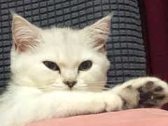 -老吴的猫·猫舍(新区店)