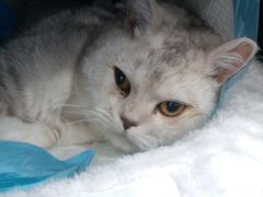 -纳吉亚猫专科动物诊疗中心(蒋宅口分院)