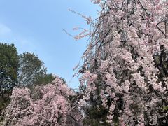 -西安青龙寺遗址景区