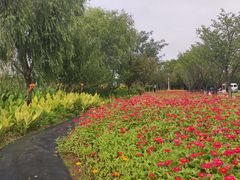 -杭州湾海上花田景区