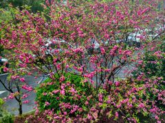 -大润发(花雨店)