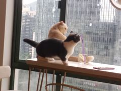 -泰国佛·塔罗·泰牌狐仙古曼
