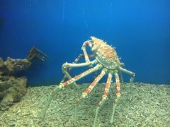 -青岛海底世界-水族馆