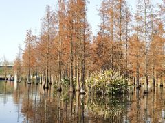 -白鹭湾湿地公园