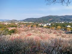 -香雪海