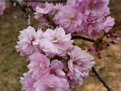 -天适樱花悠乐园