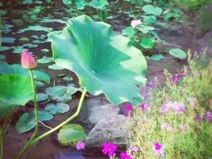 -重庆彩云湖湿地公园