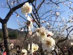 -香雪海