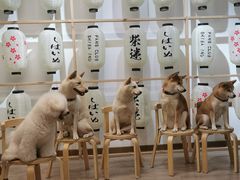 -柴迷FANS CLUB·柴犬狗咖·猫咖