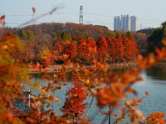 -昆山城市生态森林公园