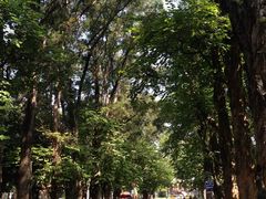 -中山大学学者灵芝(园南路店)