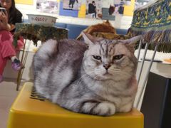 -平行世界·猫咖(首经贸店)