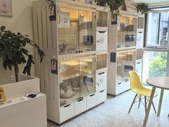 -柚子猫舍·精品猫舍购猫·猫咪认养·购宠·宠物店