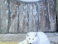 -芜湖新华联大白鲸海洋公园