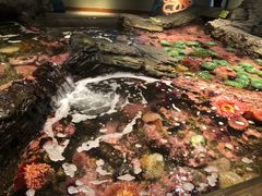 -西雅图水族馆