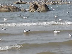 -老虎石海上公园