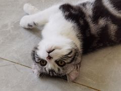 -团子家猫咪猫咖馆·柯基·柯尔鸭