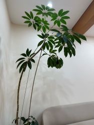 -HEYAN荷妍专业脱毛连锁机构