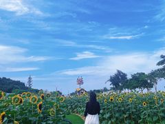 -野狸岛
