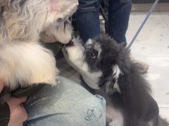 -FAELING PETS美天灵宠物(合生汇店)