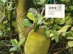 -呀路古热带植物园
