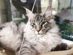 -十年猫舍·猫咪专门店(普陀店)
