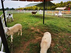 -紫颐香薰山谷景区
