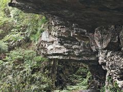 -天目山大树王景区