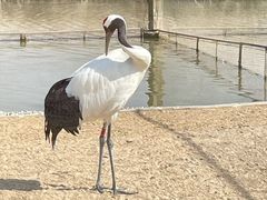 -盐城丹顶鹤湿地生态旅游区