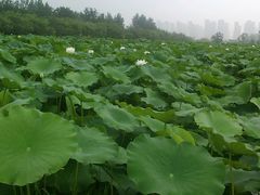 -武清南湖绿博园