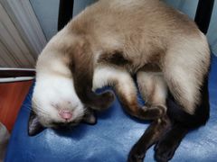 -猫小院猫主题咖啡厅(北锣店)