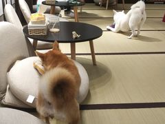 -逗柴咖啡屋·狗咖猫咖宠物桌游