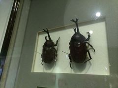 iphone_upload_pic-上海昆虫博物馆