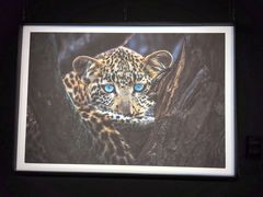 -罗红摄影艺术馆