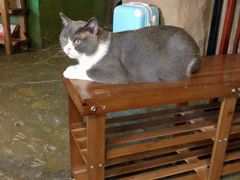 -猫猫幼稚园·撸猫·桌游·电玩