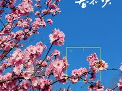 -顾村公园
