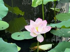 -荔湾湖公园