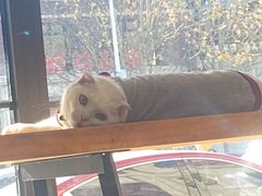 -美联众合宠物医院·爱萌分院·内外科·猫科中心