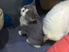 -喵的天空名猫咖啡馆·撸猫·猫舍·用品