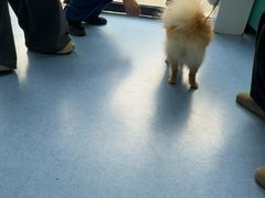 -博特宠物医院24h犬猫全科.骨科·异宠