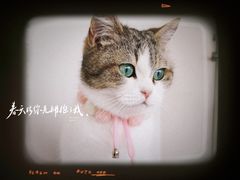 -怪兽屋·羊驼·猫咖·狗咖(俊华广场店)