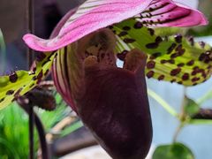 -花鸟鱼虫鲜花绿植市场(玉泉路店)